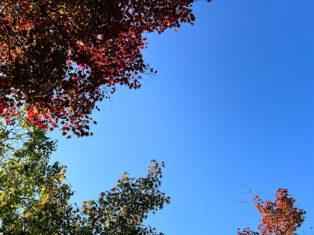 ใบไม้เปลี่ยนสี วัดเอคันโด จังหวัดเกียวโต
Momiji in Eikando, Kyoto